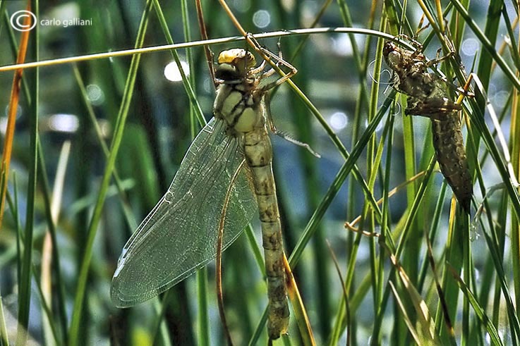 Sfarfallamento aeshnidae - Aeshna cyanea